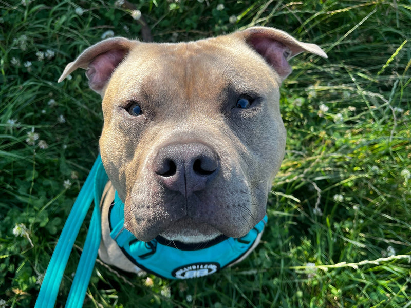 The Most Dog-Friendly EU Getaways for 2025