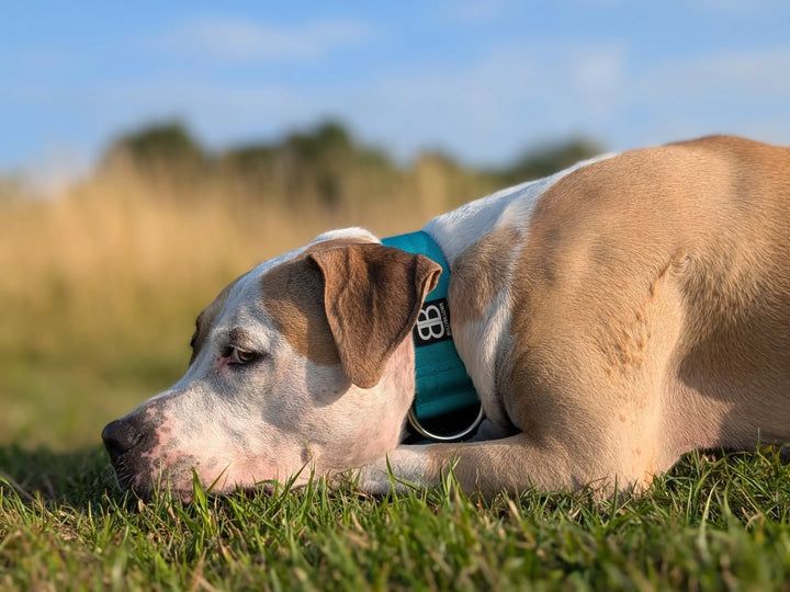 Can Dogs Get Sunburn?
