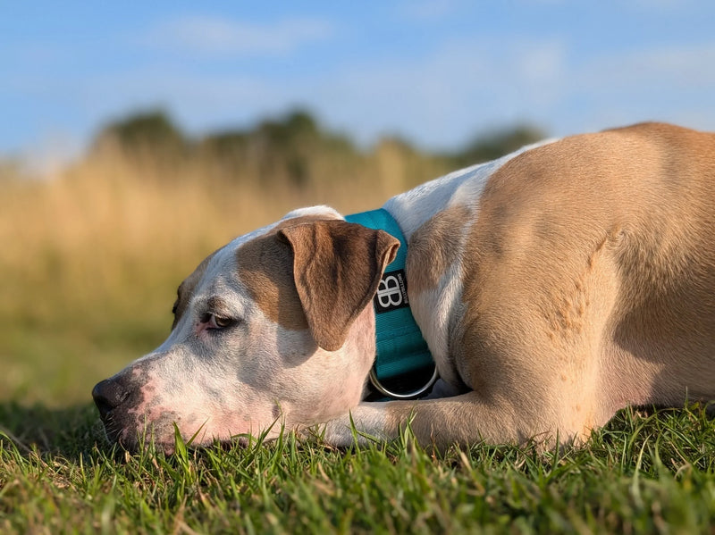 Can Dogs Get Sunburn?