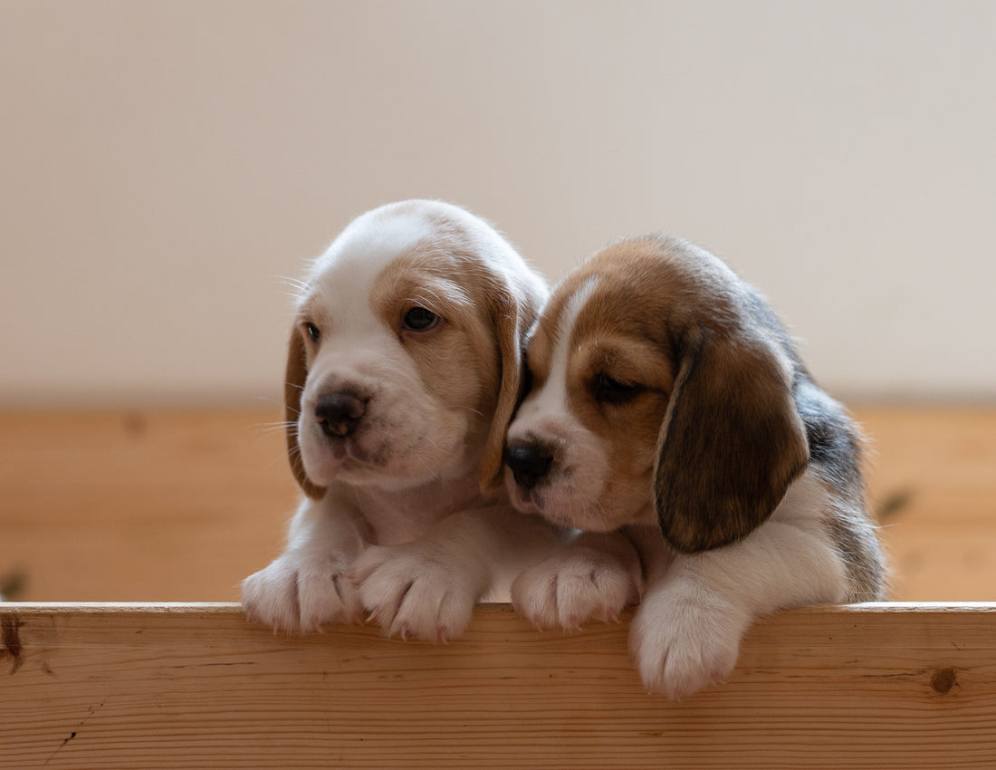 Two beagle puppies sat closely together