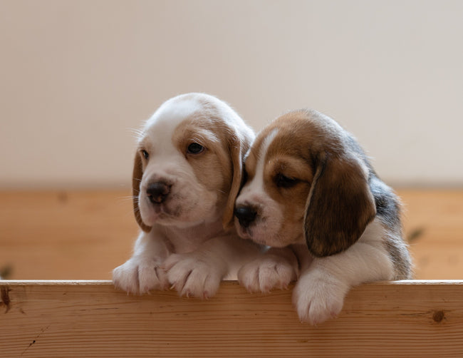 Everything You Need to Know About Littermate Syndrome