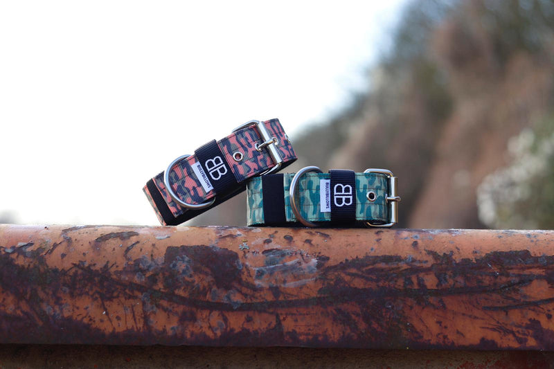 Six Notable Reasons to Leash Your Dog