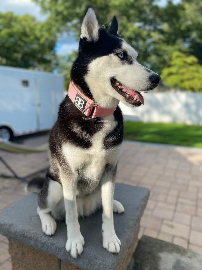 Ultimate Guide to Feed a Puppy Correctly