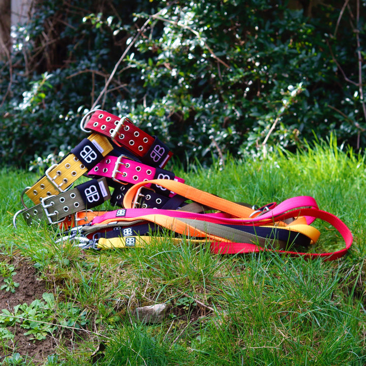 All You Need to Know About Dog Leashes