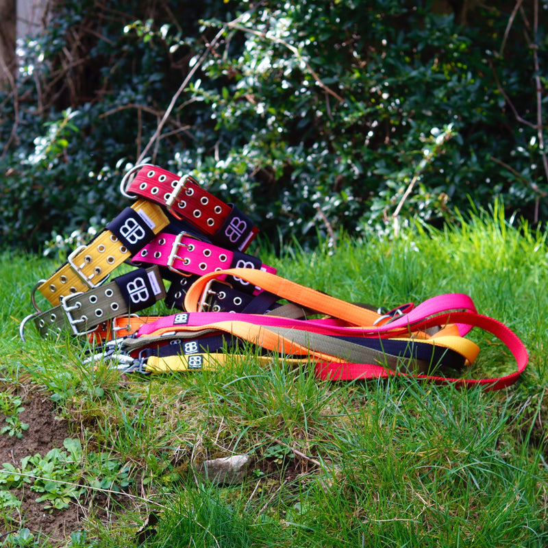 All You Need to Know About Dog Leashes