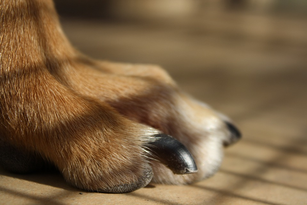 Simple Tips to Trim Your Dog's Nails at Home