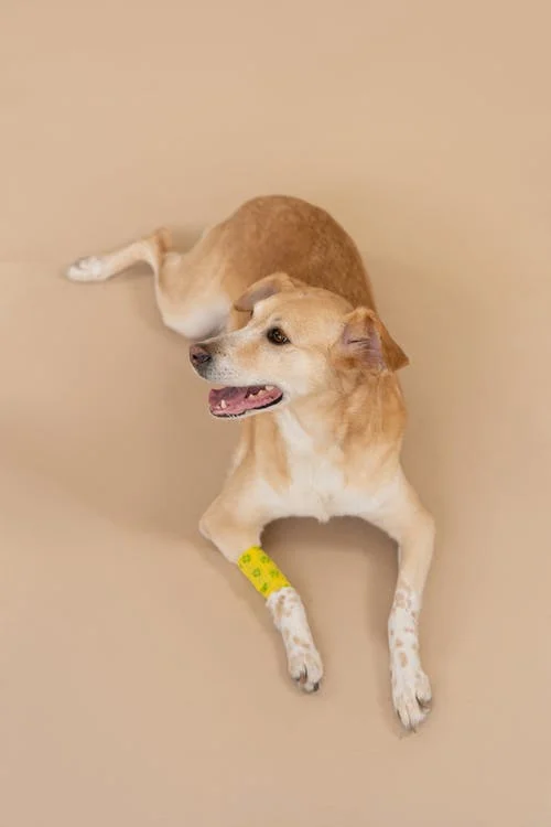 How to Take Good Care of an Injured Dog?