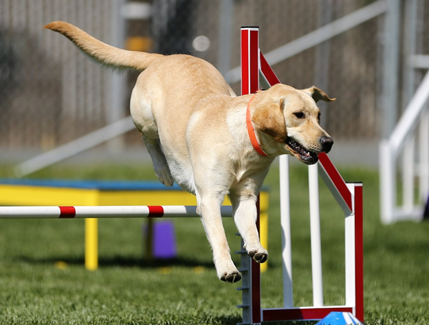 Top 3 Tips for Dog Agility Training