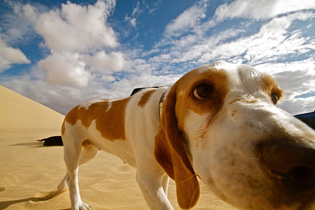 Preparing Your Dog for Their First Holiday