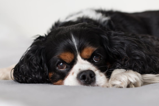 Blood in Dog Stool - What Needs to Be Done?