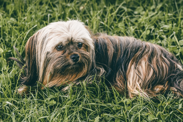 Everything You Need to Know About Grass Allergies in Dogs