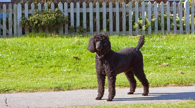 Top 5 Low-Maintenance Dog Breeds for Busy Fellows