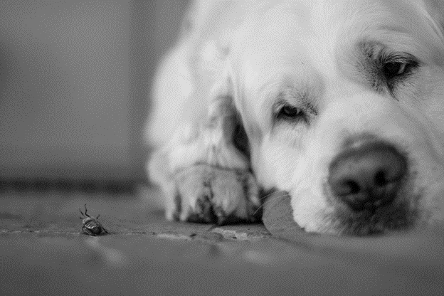 Top 4 Natural Bug Repellents for Dogs