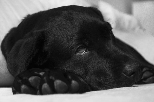 Dog Vomiting - Causes and Treatment