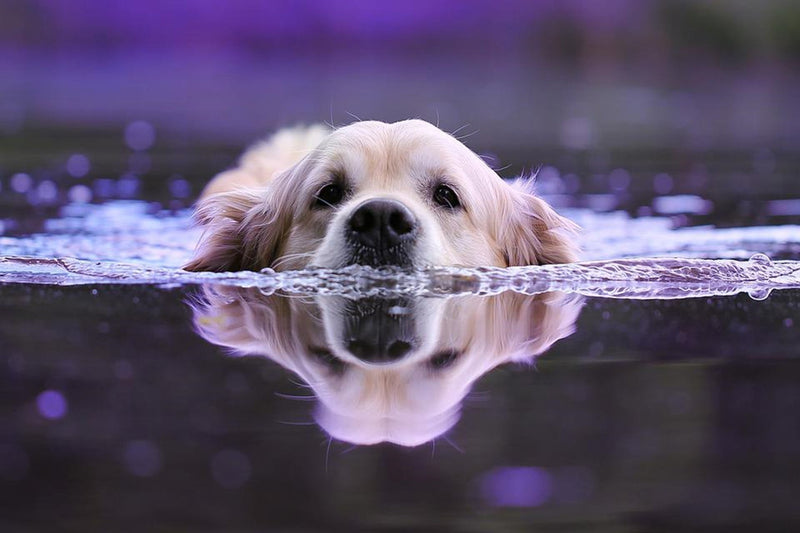 Everything You Need to Know About Hydrotherapy for Dogs