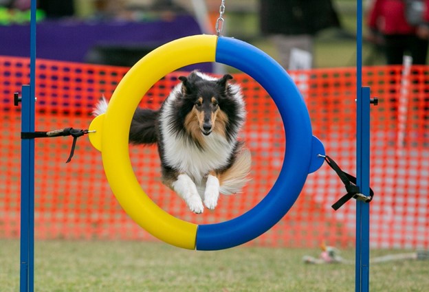 Tips to Design a Backyard Playground for Your Dog