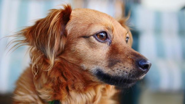 Urinary Tract Infections in Dogs