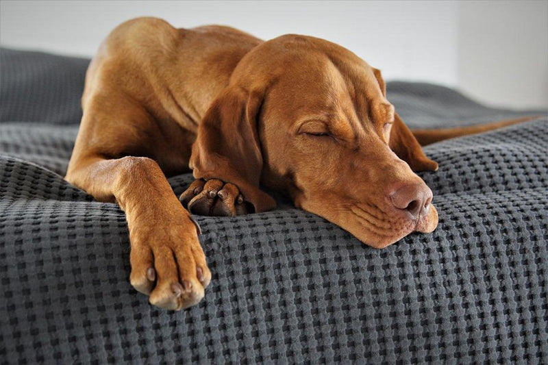 Dog Snoring - What You Need to Know