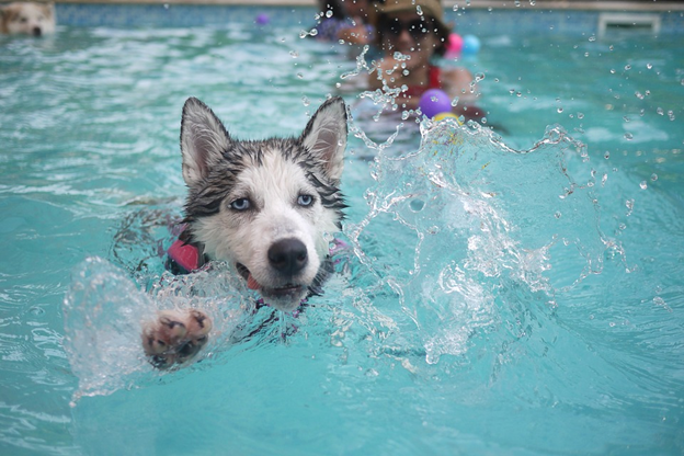 5 Swimming Safety Tips for Your Beloved Dog!