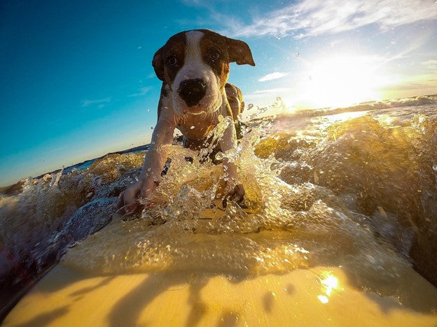 Tips to Keep Your Dog Cool in Summer