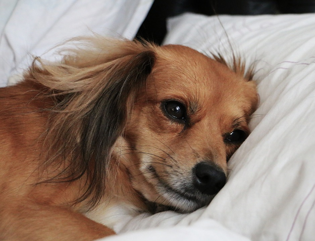 Dog Allergies - Common Symptoms and Solutions