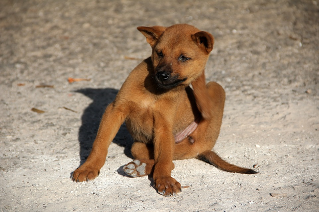 Tips to Getting Rid of Fleas on Dogs