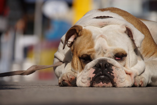How to Teach Your Puppy to Lie Down?