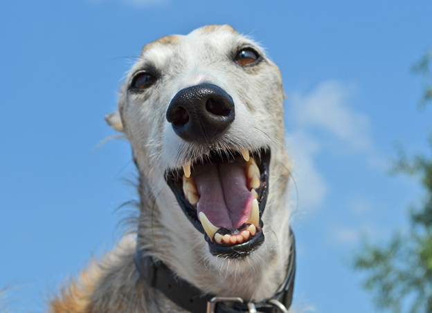 Tips to Check Unwanted Dog Behaviour