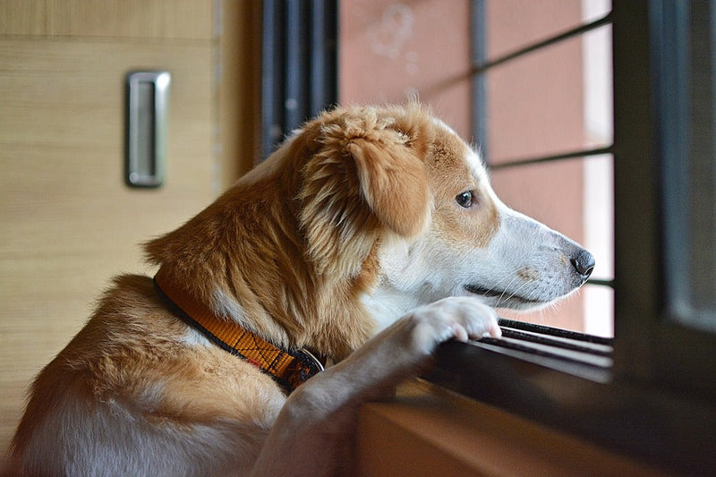 5 Warning Signs That Your Dog is Feeling Sad