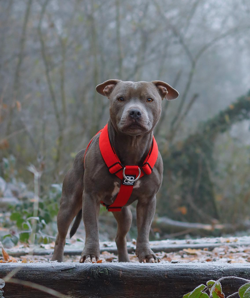 The Ultimate Dog Harness Buying Guide