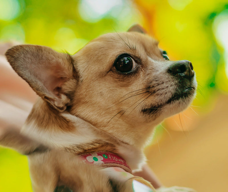 Understanding Small Dog Syndrome