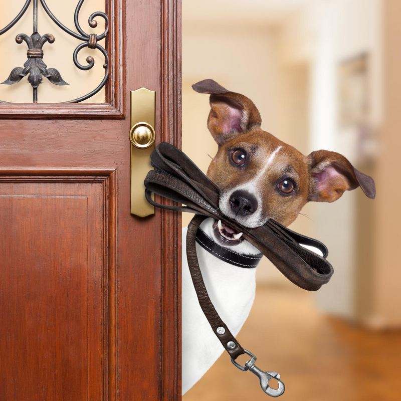 How to Avoid Potential Dog Collar Dangers