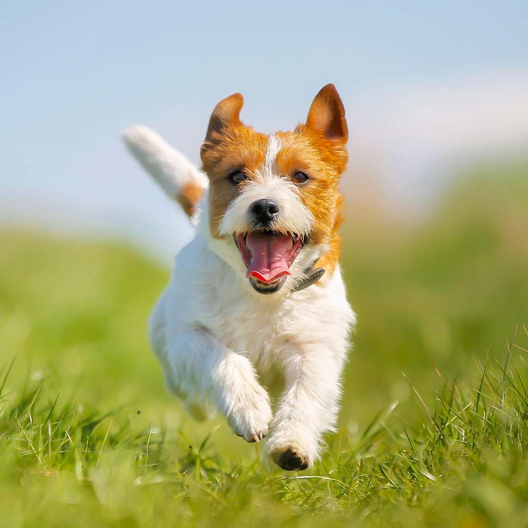 5 Tips on How to Look After Your Dog’s Health