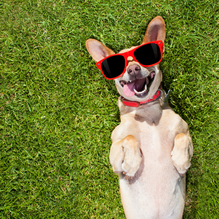 How to Capture the Best Pictures of Your Dog?