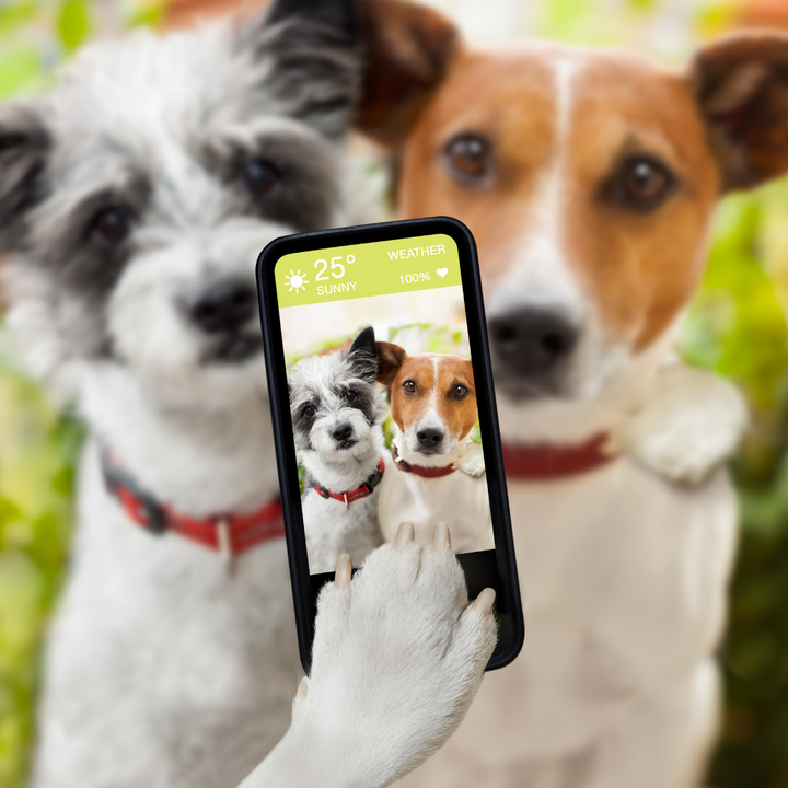 Tips to Encourage Positive Dog Behavior