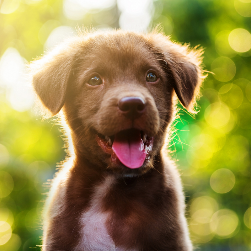 The Ultimate Guide: How To Look After A Puppy