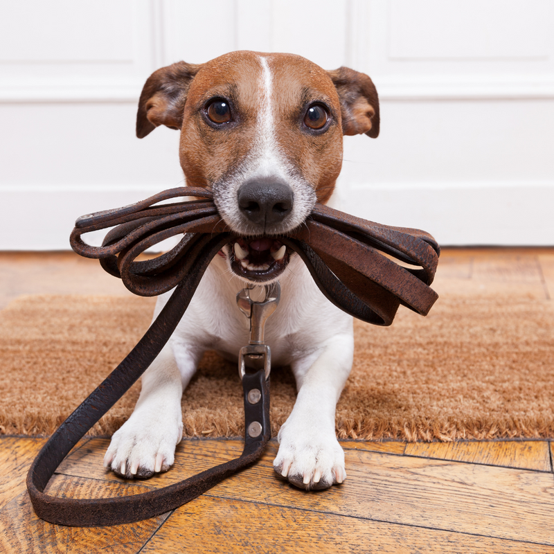 How to Use a Dog Leash Safely?
