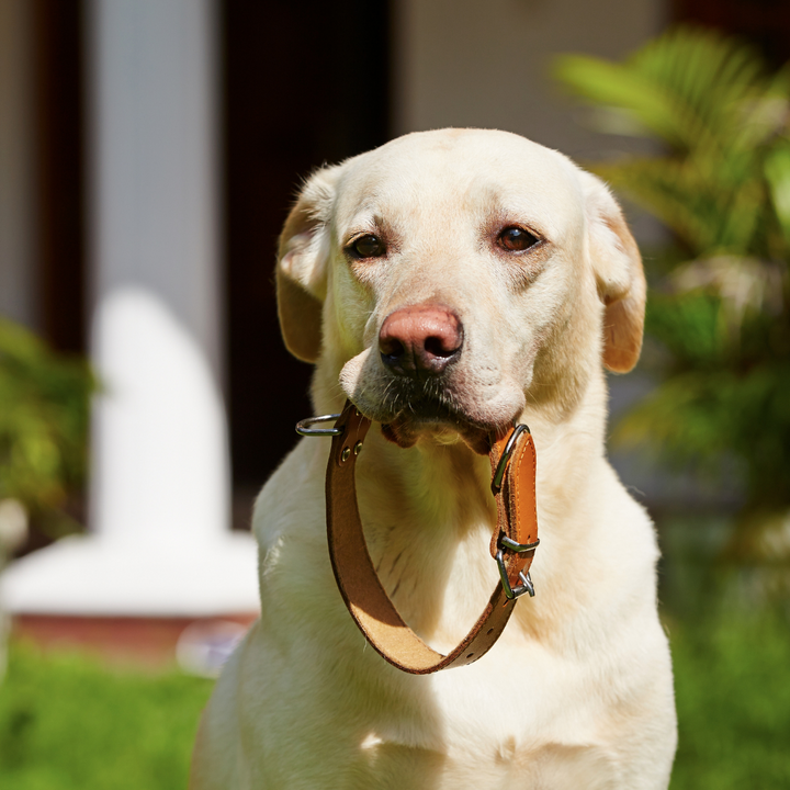 6 Dog Collar Facts You Might Not Know!