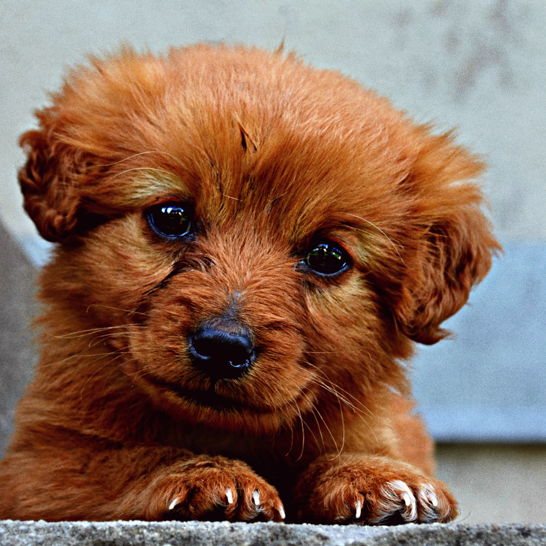 Stubborn Puppy? Here are Tips to Get Him to Listen to You!