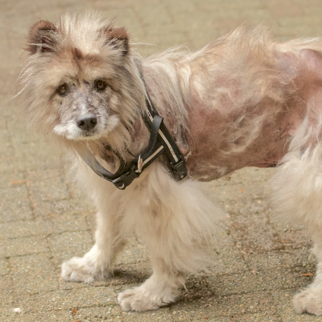 Dog's Excessive Hair Loss - What to Do?