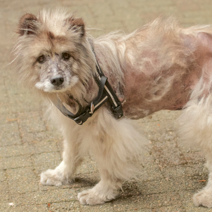 Dog's Excessive Hair Loss - What to Do?