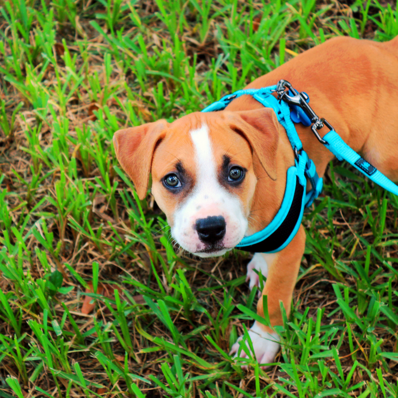 How to Introduce a Collar or Harness to Your Puppy? BullyBillows