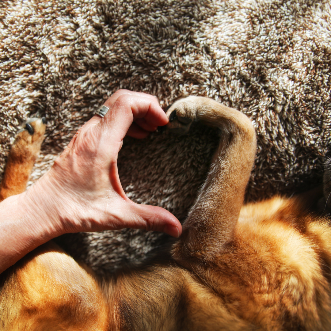 Five Human Behaviors That Dogs Do Not Approve
