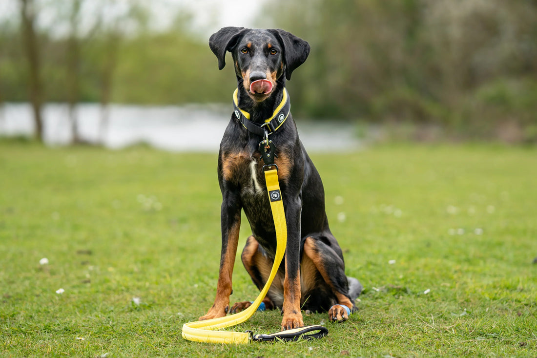 Why Do Dogs Eat Poo?