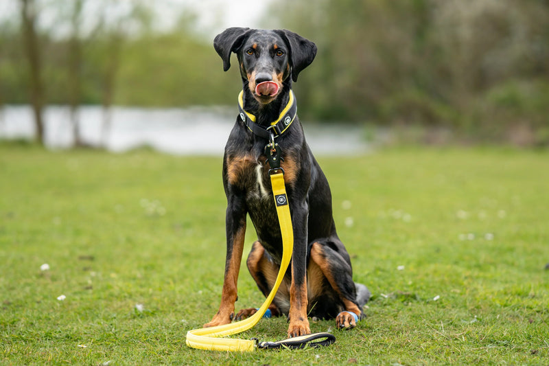 Why Do Dogs Eat Poo?