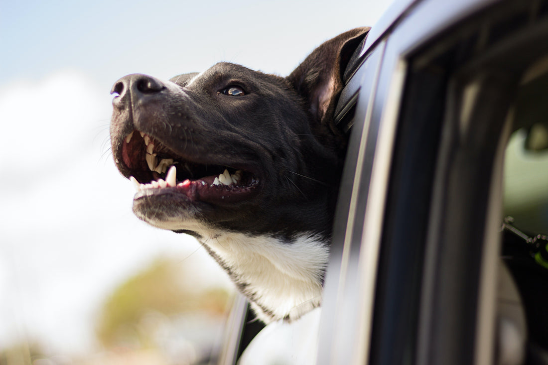The Most Dog-Friendly Destinations in the UK