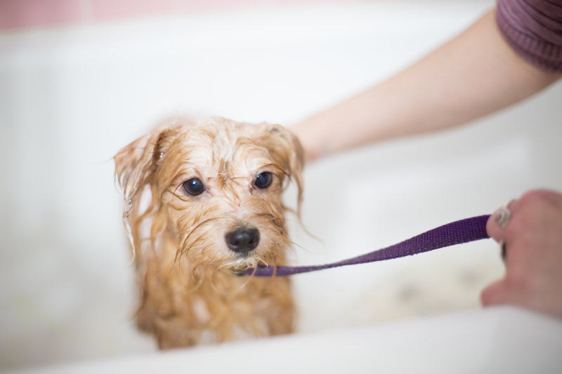 Dog Grooming and Care Guide
