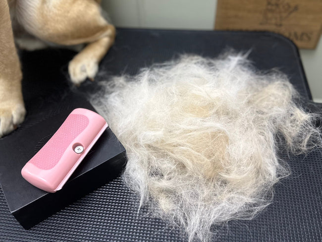 Post-Summer Coat Care & Shedding Tips 🛋️