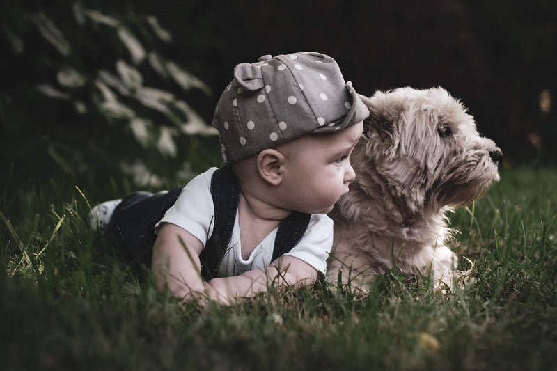 Tips to Train Your Dog to be Kid-Friendly