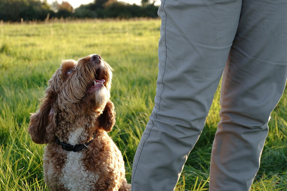 How to Deal With Puppy Behaviour Problems?